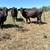 Cows For Sale 6 thumbnail