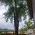 3 Large maples take down the wood is yours, great for furniture 1 thumbnail
