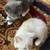 Kittens 1 thumbnail