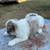 Standard Aussie puppies 1 thumbnail