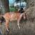 Mini Nubian Doe 8 thumbnail