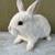 Baby bunnies available for rehoming 4 thumbnail