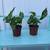 Beautiful house plants. 1 thumbnail