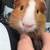 Guinea Pig Rehoming 1 thumbnail
