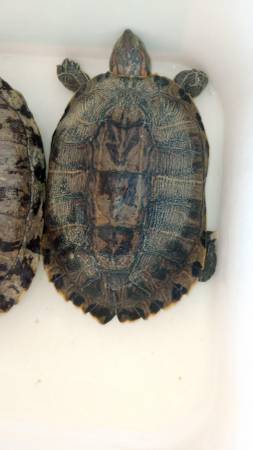 Red Ear Turtle 1