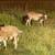 9 young ewe hair sheep katadin 3 thumbnail