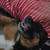 German Shepherd mix 7 thumbnail