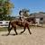 Beginner Safe, Bombproof Clydesdale Horse for Sale 11 thumbnail