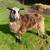 EAST FRIESIAN RAM 2 thumbnail