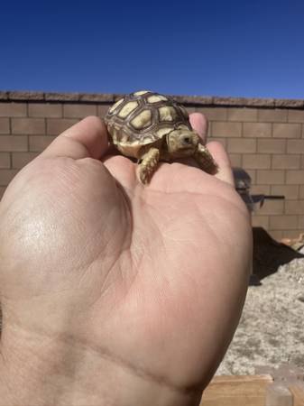 Rehoming a Pair of Sulcata Tortoises - Looking For a Good Home (Desert Hot Springs)63920646404354123
