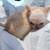 Chihuahuas 4 thumbnail