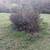 Native Oregon plants 1 thumbnail