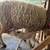 East Friesian dairy sheep: lambs 2 thumbnail