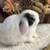 Holland lop baby bunnies 7 thumbnail