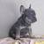 Bulldog Frances hembras 9 thumbnail