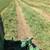 All Types of Hay for Sale - Delivery Available 13 thumbnail