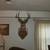 6-Point Deer Head – Mounted and Ready 2 thumbnail