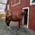 Gentle Chestnut Mare 10 thumbnail