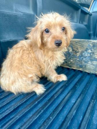 Yorkie's (Riverside)63894603251075122