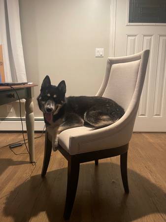 Brock - Mezcla de Husky - Macho de 3 años63844233468673122