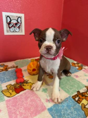 Rehoming boston terriers (Terra Bella)63873027139585123