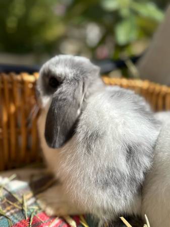 Adorable Holland Lops (Carlsbad)63955993070083123