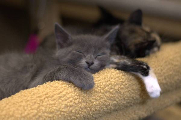 Gorgeous Grey kitten ready to adopt well Socialized (Dixon CA) (Dixon CA)63679341680257122
