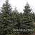Christmas Trees    Fraser Fir on SALE 5 thumbnail