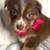 AKC Australian Shepherds 5 thumbnail