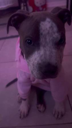 Blue nosed pit (Jacksonville)63682015929345121