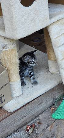 Kitten looking for a loving home (Vancouver)63916215537923121