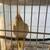 cockatiel bird parrot 1 thumbnail