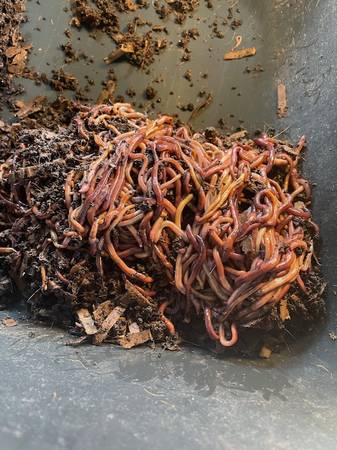 Red Wigglers adult breeding stock 1