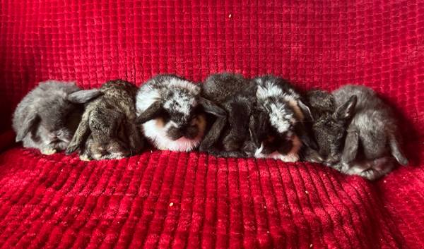 Mini lop bunny rabbits 1