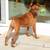 Miniature Pinscher 4yr Spayed Female For Adoption ~ Fully vetted 2 thumbnail