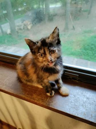Gatitos adorables (Lawrenceville)63881507076739121