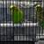 Parakeets 2 thumbnail