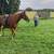 16h grade gelding 6 thumbnail