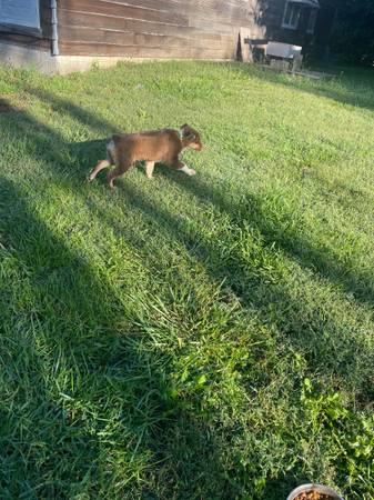 Rehoming Australian puppy (Blair)63850356640259120