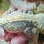 Crested Geckos 4 thumbnail