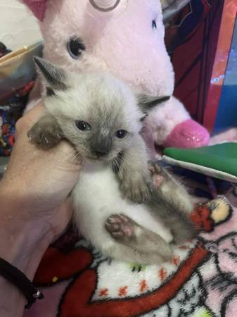 Silver Siamese kittens (Denver)63921243330050124