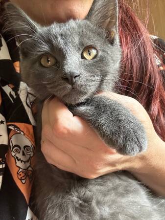 Gray kitten (boy)63882392286337120