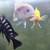 African chiclids 3 thumbnail
