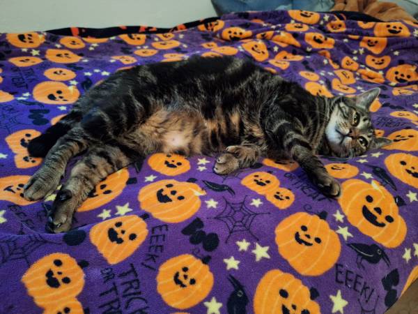 Polydactyl Cat (Everett)63911483284483121