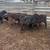 6 steer calves 2 thumbnail