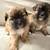 4 week old Shih Tzu/ Pomeranian puppies 1 thumbnail