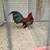 BB Red oegb bantam rooster 2 thumbnail