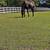 OTTB for sale 4 thumbnail