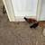Chickens and Roosters 6 thumbnail
