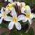 Plumeria 2 thumbnail